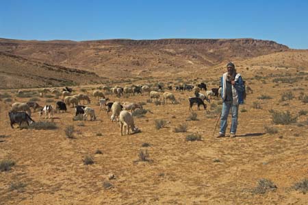 JKW_3550 shepherd and flock