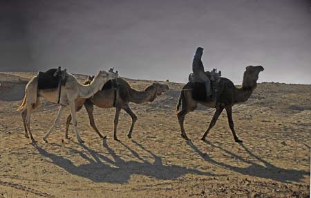 JKW_3616 camel train at nite