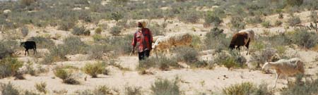 JKW_3644 shepard and flock in the desert