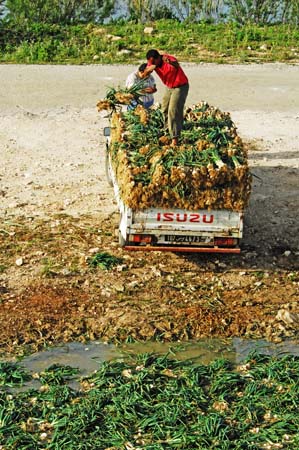 JKW_3964 washing onions in the ditch