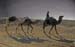 JKW_3616 camel train at nite